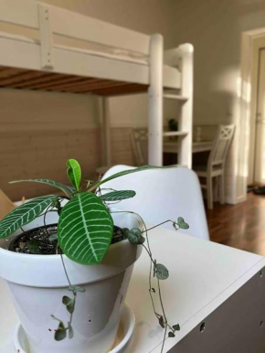 Entire flat located 2km from center, free parking
